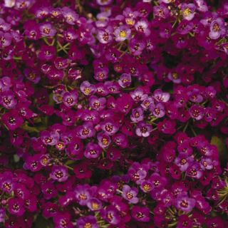 Clear Crystal Purple Alyssum Thumbnail